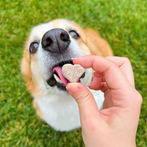 Probióticos Para Perros